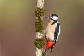 Attēlu rezultāti vaicājumam “Dendrocopos major male”