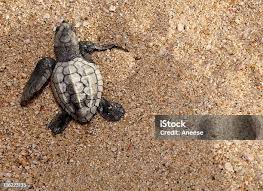 Image result for Lepidochelys olivacea