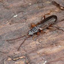 Attēlu rezultāti vaicājumam “Dendrophagus crenatus”