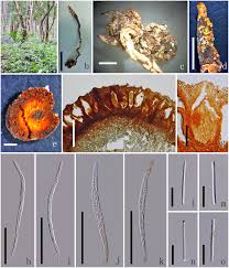Attēlu rezultāti vaicājumam “Polycephalomyces tomentosus”