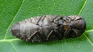 Attēlu rezultāti vaicājumam “Agrypnus murinus”