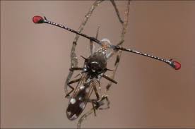 Attēlu rezultāti vaicājumam “Didymium clavus stalked”