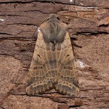 Attēlu rezultāti vaicājumam “Agrochola helvola imago”