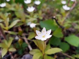 Attēlu rezultāti vaicājumam “Trientalis europaea flower”