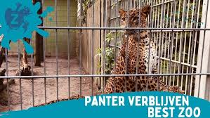 Afbeeldingsresultaat voor panters