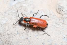 Attēlu rezultāti vaicājumam “Anthocomus rufus”