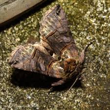 Attēlu rezultāti vaicājumam “Abrostola triplasia”