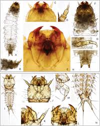 Attēlu rezultāti vaicājumam “Scaphisoma sp.”