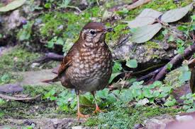 Image result for Zoothera sibirica