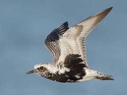 Attēlu rezultāti vaicājumam “Pluvialis squatarola adult”