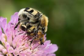 Attēlu rezultāti vaicājumam “Trichius fasciatus imago”