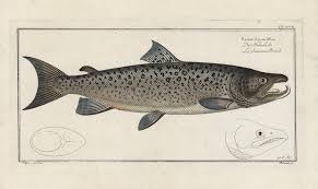 Image result for Salmo salar