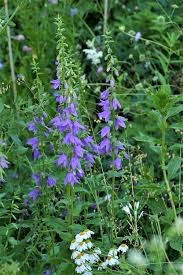 Image result for Glockenblumen