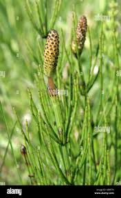 Attēlu rezultāti vaicājumam “Equisetum palustre”