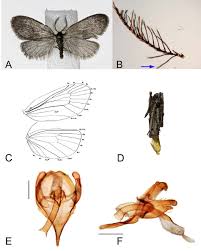 Attēlu rezultāti vaicājumam “Proutia betulina larva”