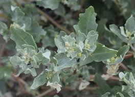 Attēlu rezultāti vaicājumam “Atriplex littoralis leaf”