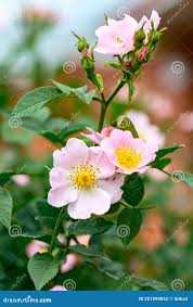 Attēlu rezultāti vaicājumam “Rosa majalis”