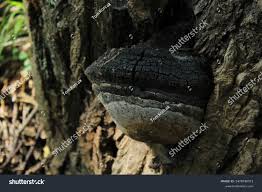 Attēlu rezultāti vaicājumam “Phellinus populicola”