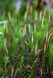 Attēlu rezultāti vaicājumam “Polytrichastrum longisetum”