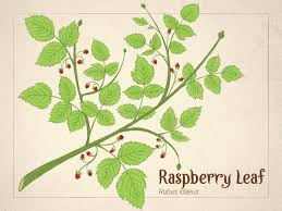 Attēlu rezultāti vaicājumam “Rubus idaeus leaf”