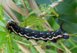 Attēlu rezultāti vaicājumam “Agrius convolvuli”