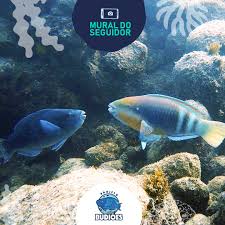 Image result for Scarus zelindae