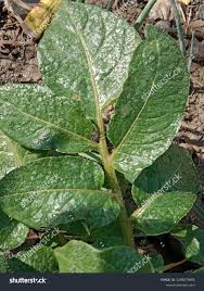 Attēlu rezultāti vaicājumam “Solanum tuberosum leaf”