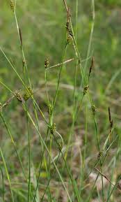 Attēlu rezultāti vaicājumam “Carex hostiana”