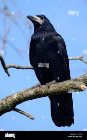 Attēlu rezultāti vaicājumam “Corvus frugilegus adult”