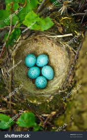 Attēlu rezultāti vaicājumam “Turdus philomelos nest”
