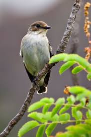 Attēlu rezultāti vaicājumam “Ficedula hypoleuca female”