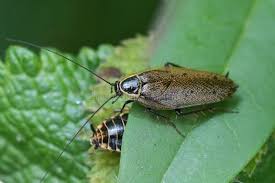 Attēlu rezultāti vaicājumam “Ectobius sylvestris female”