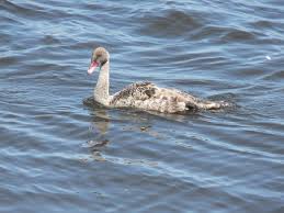 Attēlu rezultāti vaicājumam “Cygnus atratus”