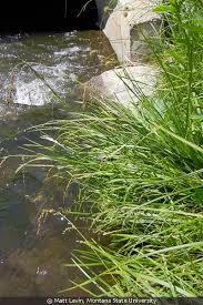 Attēlu rezultāti vaicājumam “Glyceria striata fruit”
