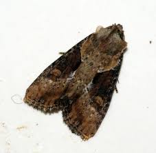 Attēlu rezultāti vaicājumam “Apamea ophiogramma”