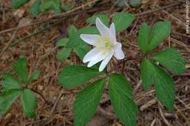 Attēlu rezultāti vaicājumam “Anemone nemorosa”