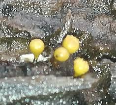 Attēlu rezultāti vaicājumam “Trichia crateriformis”