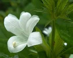 Attēlu rezultāti vaicājumam “Chamaedaphne calyculata flower”