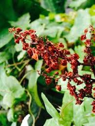 Attēlu rezultāti vaicājumam “Rumex hydrolapathum fruit”