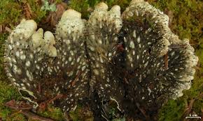 Attēlu rezultāti vaicājumam “Peltigera polydactylon”