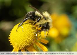 Attēlu rezultāti vaicājumam “Bombus”