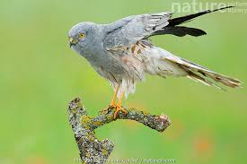 Attēlu rezultāti vaicājumam “Circus pygargus”