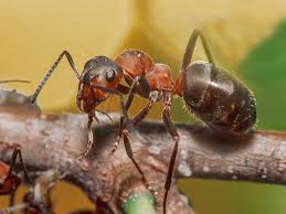 Attēlu rezultāti vaicājumam “Formica rufa imago”