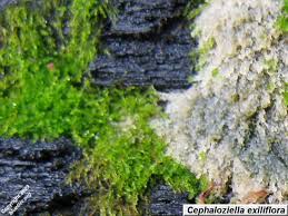 Attēlu rezultāti vaicājumam “Cephaloziella elachista macro”