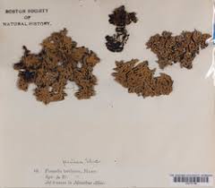 Attēlu rezultāti vaicājumam “Menegazzia terebrata”