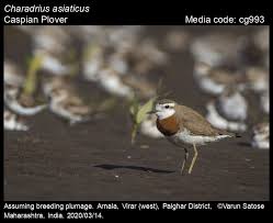 Image result for Charadrius asiaticus
