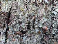 Attēlu rezultāti vaicājumam “Platismatia glauca”