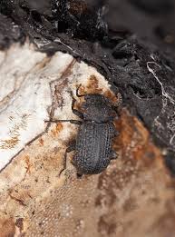 Attēlu rezultāti vaicājumam “Bolitophagus reticulatus”