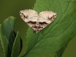 Attēlu rezultāti vaicājumam “Pareulype berberata”