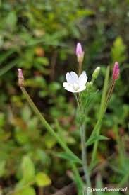 Attēlu rezultāti vaicājumam “Epilobium”